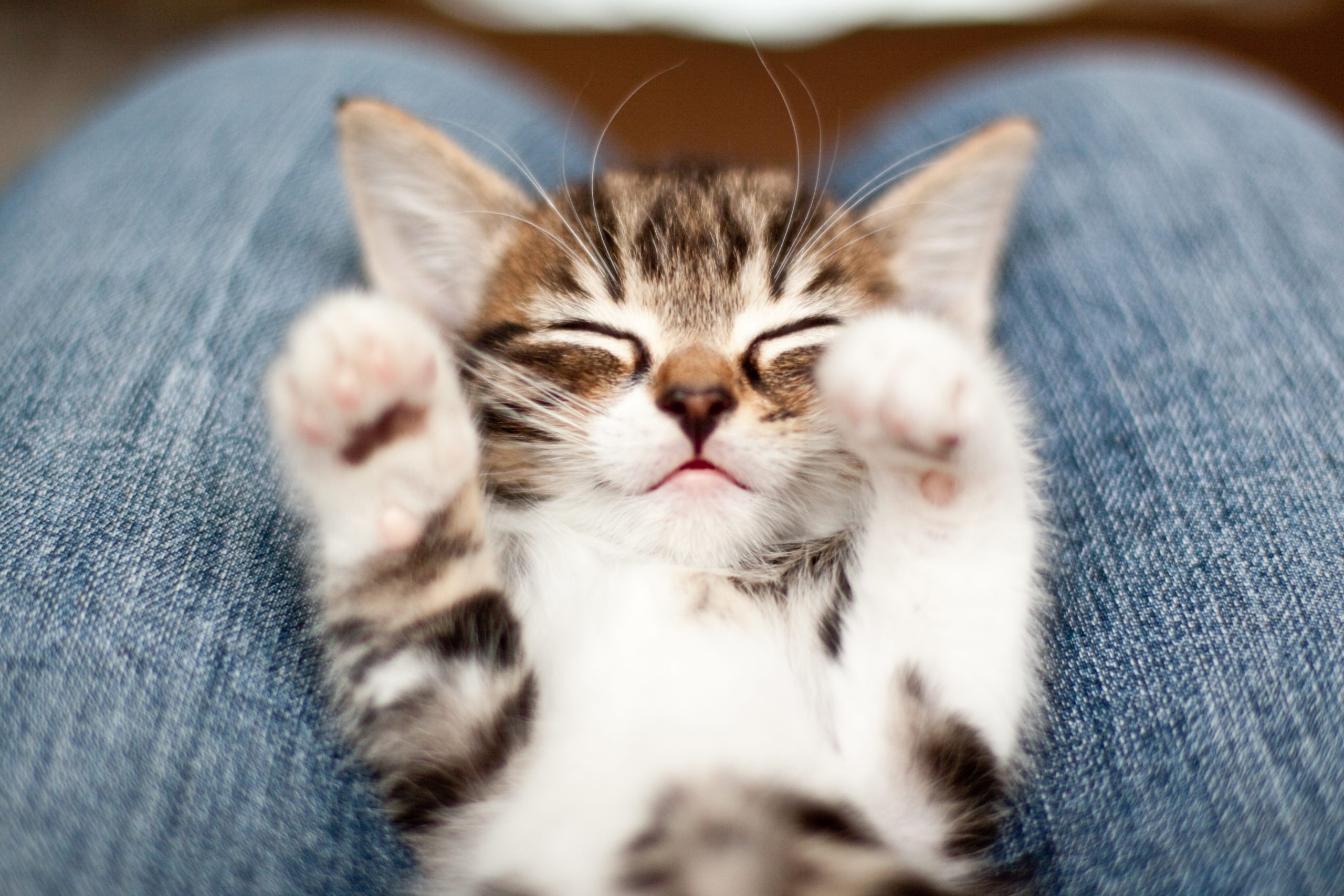 there was supposed to be a cute cat picture here