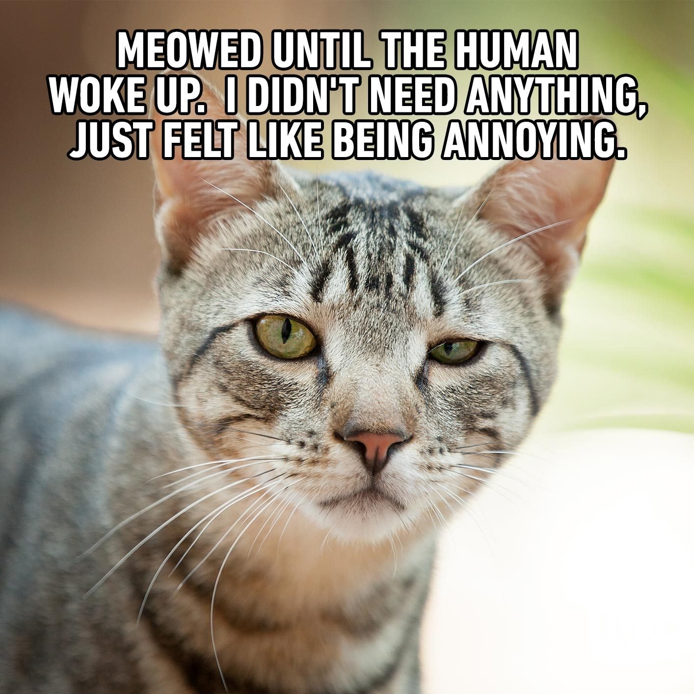 there was supposed to be a funny cat picture here