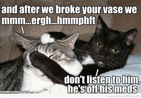 there was supposed to be a funny cat picture here