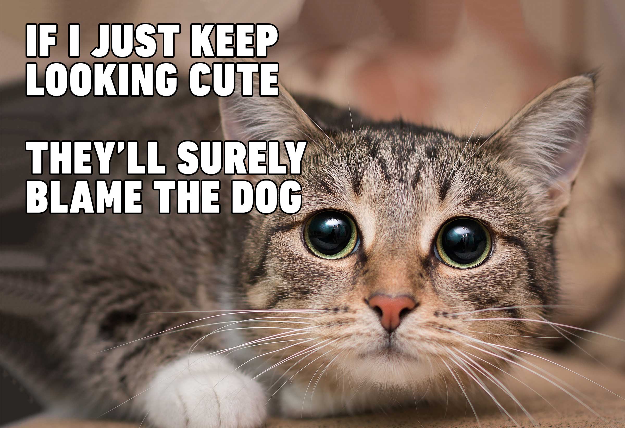 there was supposed to be a funny cat picture here