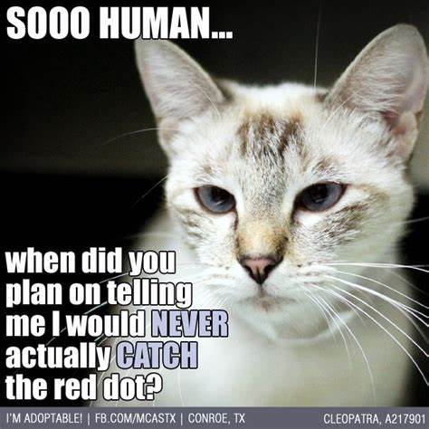 there was supposed to be a funny cat picture here