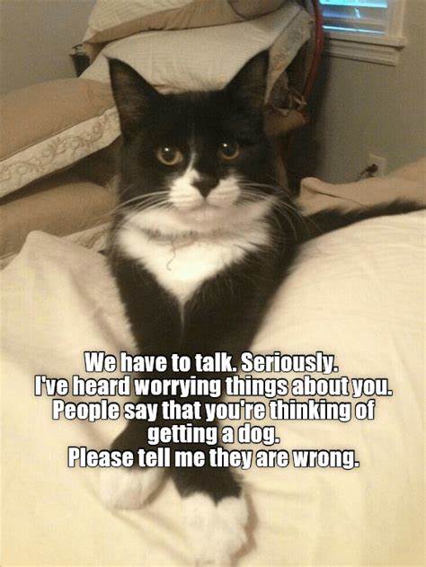 there was supposed to be a funny cat picture here