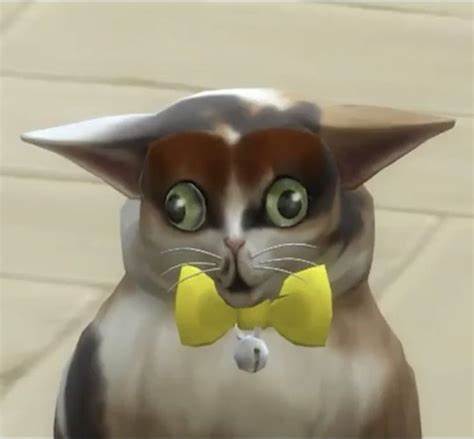 there was supposed to be a picture of spleens the cat here