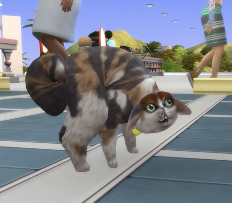 there was supposed to be a picture of spleens the cat here